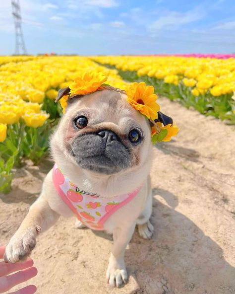 Aesthetic Account, Dog Pfp, Dogs Images, Baby Pugs, Really Cute Puppies, Very Cute Dogs, Animals Pictures, Cute Dog Pictures, Cute Little Puppies