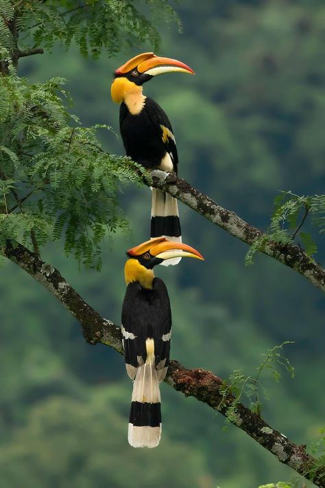 Hornbill Drawing, Adventures Aesthetic, Great Hornbill, Hornbill Bird, Jungle Bird, Birds Photography Nature, Jungle Birds, Wild Animals Pictures, Animal Print Wallpaper