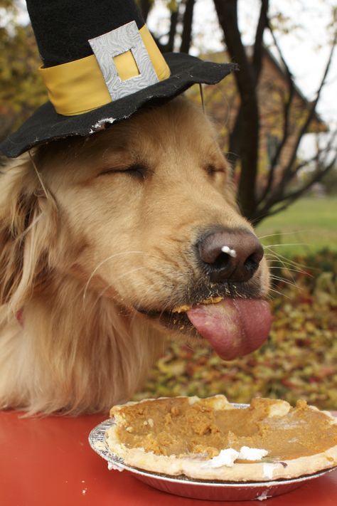 Do NOT overeat this Thanksgiving! Dog Thanksgiving Pictures, Golden Retriever Thanksgiving, Puppy Thanksgiving, Harvest Ideas, Golden Dogs, Dog Pic, Dog Thanksgiving, Thanksgiving Pictures, Dog Calendar