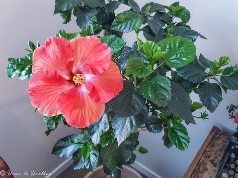 Hibiscus Plant Care – Troubleshooting and Pest Control Hibiscus Tree Care, Hibiscus Plant Care, Hibiscus Tea Benefits, Hibiscus Flower Drawing, Growing Hibiscus, Hibiscus Flower Tattoos, Hibiscus Tree, Indoor Flowering Plants, Flower Tattoo Back