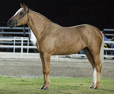 Missouri Fox Trotter Horse, Fox Trotter Horse, Gaited Horses, Trotting Horse, American Quarter Horse Association, Horse Competition, Horse Breeder, Tennessee Walking Horse, Horse Show Clothes