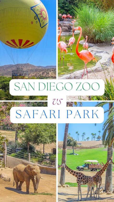 San Diego is home to two of the most world-famous animal parks. Both the San Diego Zoo and the Safari Park are enormous parks filled with a huge variety of rare and endangered wildlife. You can easily spend an entire day exploring each park, which leads to the conundrum of how to decide which park to visit during your trip. Hence this guide! #sandiego #sandiegozoo #safaripark #california #southerncalifornia San Diego Zoo Tips, San Diego Zoo Outfit, San Diego With Kids, San Diego Safari Park, California With Kids, San Diego Zoo Safari Park, Vacation 2024, San Diego Vacation, 38th Birthday