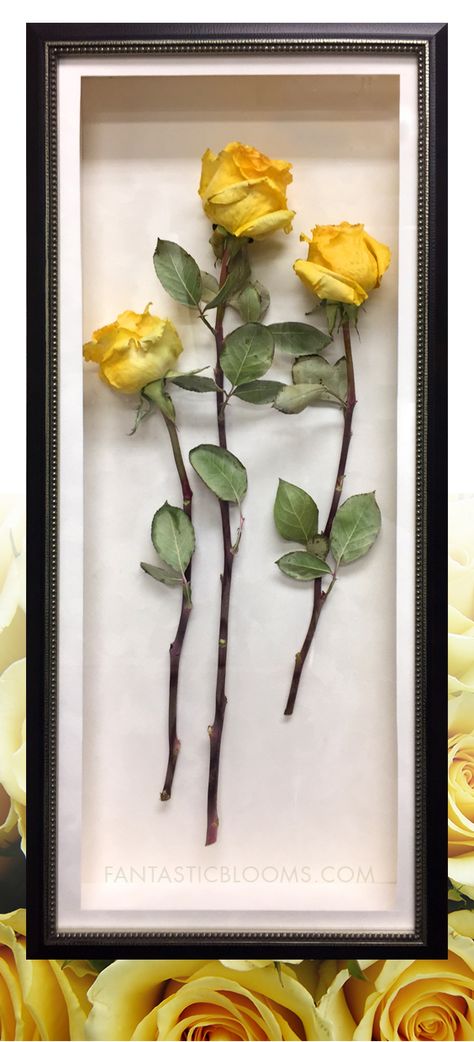 How to preserve roses from a funeral? Whether it's just a few flowers or a whole arrangement, Fantastic Blooms can professionally freeze-dry your flowers in a variety of ways to suite your style. There are endless possibilities! Learn more. How To Preserve A Rose, Preserving Roses, Preserve A Rose, How To Preserve Roses, Flowers In A Shadow Box How To Preserve, Dried Roses Ideas Decoration, Dried Roses Aesthetic, Preserve Roses, Preserve Roses Diy