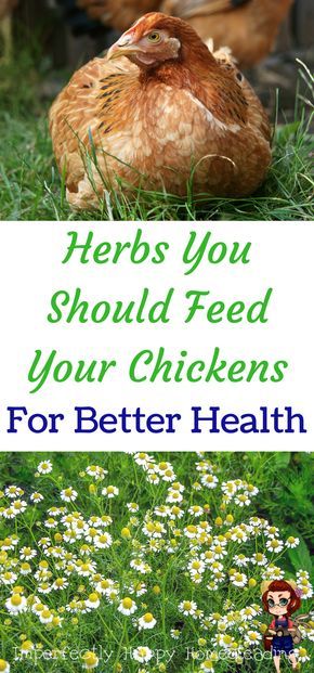 Herbs you should feed your chickens for better health. Your homestead or backyard chickens will love them! Garden Chickens, Herbs For Chickens, Urban Chicken Farming, Portable Chicken Coop, Egg Laying Chickens, Urban Chickens, Backyard Chicken Farming, Chicken Health, Best Chicken Coop