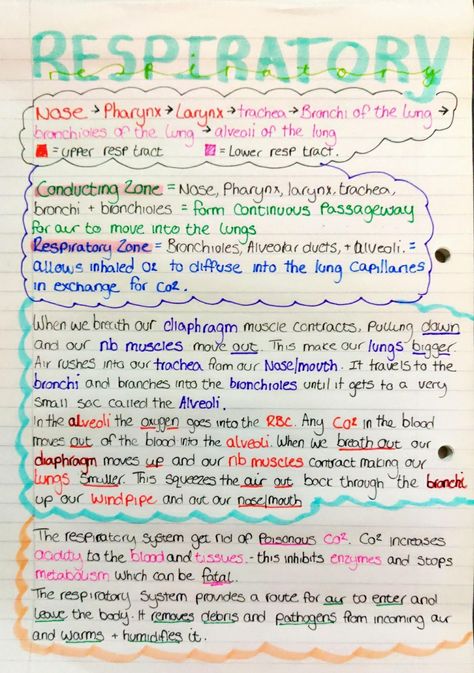 Revision notes on the structure of respiratory, the volume and pressure of breath and has exchange Pdhpe Notes, Respiratory System Notes Nursing Schools, Respiratory Study Notes, Human Breathing System, Respiratory Therapist Notes, Respiratory Therapy Student Notes, Respitory System Notes, Respiratory Therapist Student Notes, Breathing And Exchange Of Gases Notes