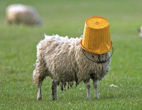 sheep masquerading as a bucket... Funny Sheep, Bible Humor, Christian Jokes, Sheep And Lamb, The Good Shepherd, A Sheep, Christian Humor, Christian Memes, Hillary Clinton