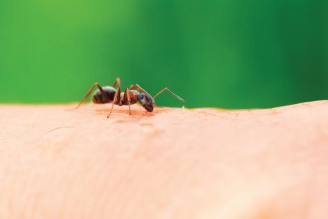 What to Put On Ant Bites for Relief - Austin Emergency Center Home Remedies For Ants, Fire Ant Bites, Types Of Ants, Ant Bites, Web Of Life, Red Ant, Fresh Aloe Vera Gel, Carpenter Ant, Fresh Aloe Vera