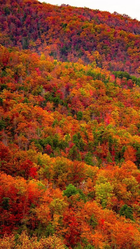 Fall In Smoky Mountains, Great Smoky Mountains Photography, Smoky Mountains In The Fall, Great Smoky Mountains Fall, Great Smoky Mountains National Park Fall, National Parks Aesthetic, Smoky Mountains Fall, National Park Aesthetic, Smoky Mountains Photography