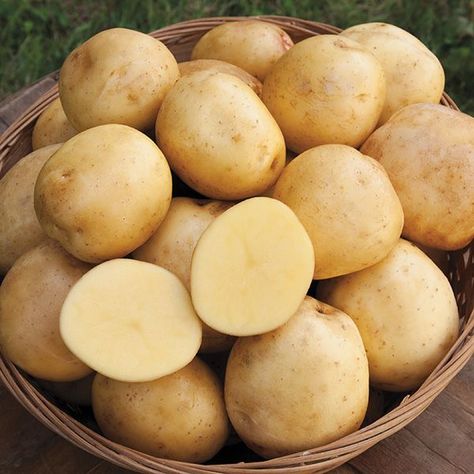 Organic Non-GMO Yukon Gold Potato Yukon Gold Potato, Seed Potatoes, Potato Varieties, How To Store Potatoes, Gold Potatoes, Purple Potatoes, Yukon Gold, Mashed Potato Recipes, Yukon Gold Potatoes