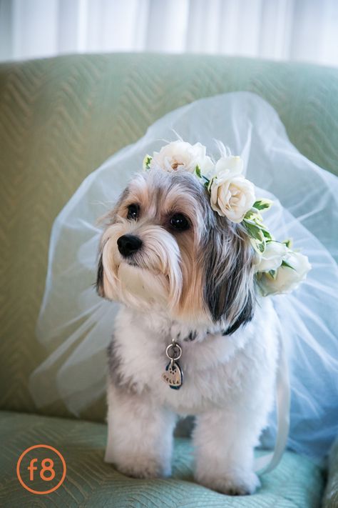 0052-melissa+trevor Puppy Wedding Outfits, The Ritz Carlton Hotel, Puppy Wedding, Ritz Carlton Wedding, Ring Bearer Dog, Dog Wedding Attire, Carlton Hotel, Ritz Carlton Hotel, Texas Dallas