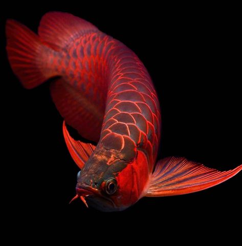 Oscar Fish, Ikan Air Tawar, Goldfish Tank, Dragon Fish, Tropical Freshwater Fish, Monster Fishing, Fish Wallpaper, Pet Animals, Exotic Fish