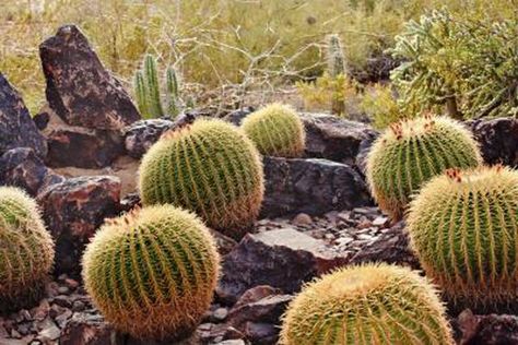 ... Simple Art Inspiration, Buckeye Arizona, Golden Barrel Cactus, Arizona Cactus, Barrel Cactus, Desert Garden, Cactus Print, Abstract Nature, Beautiful Places To Visit