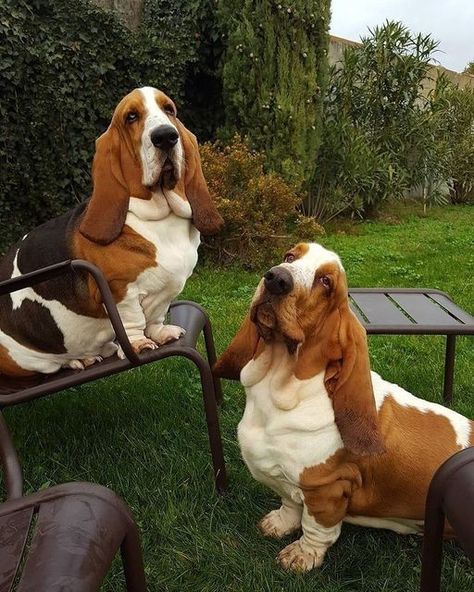 Basset Hound Dogs, Bassett Hound Puppies, Basset Hound Tattoo, Hound Tattoo, Wallpaper Puppy, Basset Hound Puppies, Hound Dog Puppies, Basset Hound Art, Basset Dog