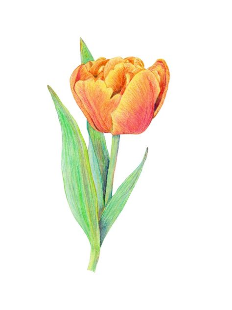 Colored pencil drawing of a yellow orange tulip Colored Pencil Flowers, Pencil Sketches Easy, Tulip Drawing, Gothic Drawings, Crayon Drawings, Orange Tulips, Colored Pencil Artwork, Cartoon Girl Drawing, Art Diary