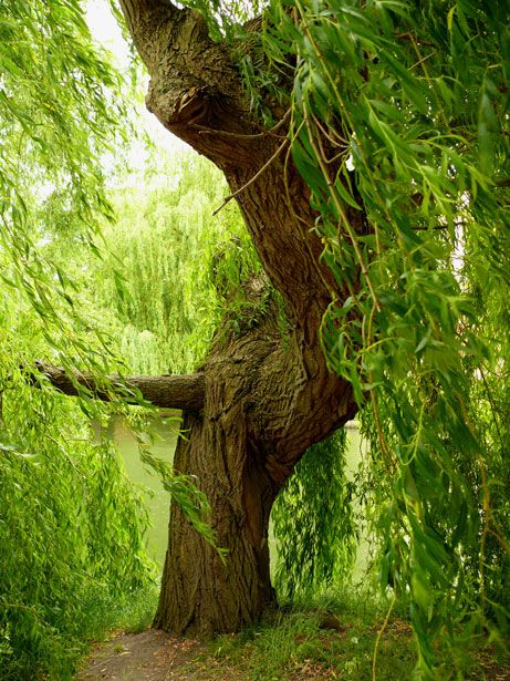 Native Medicines ~ Willow! (Pomo- inner root bark tea for chills and fever, Natchez- remedies from bark of red willow for fevers, Alabama and Creek- willow root baths for fever) Adventure List, Tree Hugging, Plant Kingdom, Tree Magic, Weeping Willow, Bonsai Garden, Tree Hugger, Tree Free, Tree Forest