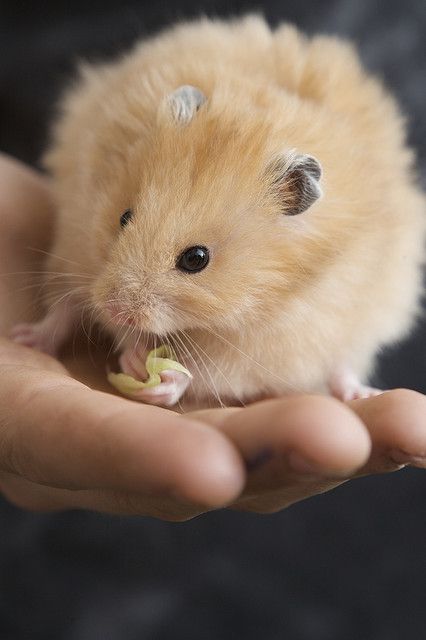 cute hammy Teddy Bear Hamster, Teddy Hamster, Childhood Teddy, Golden Hamster, Ways To Boost Your Mood, Bear Hamster, Baby Rats, Funny Hamsters, Syrian Hamster