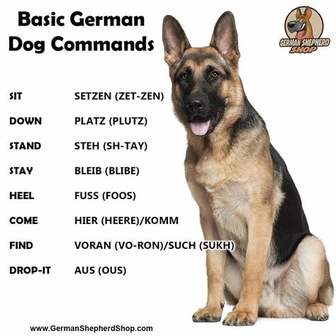 German Dog Commands, German Shepherd Quotes, German Shepherd Colors, Basic German, German Shepherd Puppies Training, German Shepherd Memes, German Shepherd Training, German Shepherd Pictures, German Shepherd Funny