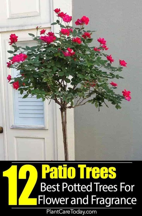 Potted Patio Trees add height, privacy, color, flowers, fragrance to small areas and tight space, especially the balcony. Our Best Recommendations [DETAILS] Flowers On Patio Ideas, Trees In Pots Outdoors Front Porches, Outdoor Patio Trees, 3 Flower Pots Together, Outside Plants In Pots Patio, Potted Plants On Balcony, Planters With Trees And Flowers, Corner Plants Outdoor, Shrubs In Pots Patio