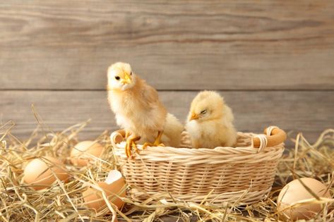 Chick Photo Shoot, Animals Farm, Photo Food, Easter Card, Baby Chicks, Grey Background, Animal Photo, Pack Of Cards, Nature Animals