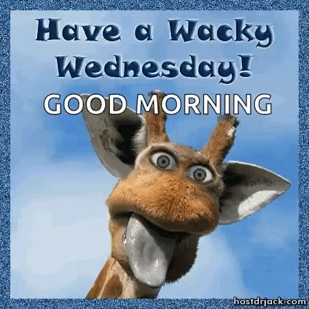 Giraffe Wednesday GIF - Giraffe Wednesday Humpday - Discover & Share GIFs Wednesday Gifs, Wednesday Gif, Wednesday Memes, Hump Day Humor, Marriage Quotes Funny, Wednesday Humor, Wacky Wednesday, Funny Good Morning Quotes, Morning Quotes Funny