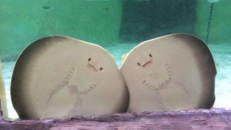 stingray pups cookies and cream Water Animals, Surf School, Funny Tattoos, Silly Animals, Marine Animals, Animal Videos, Ocean Animals, Sunshine Coast, Ocean Life