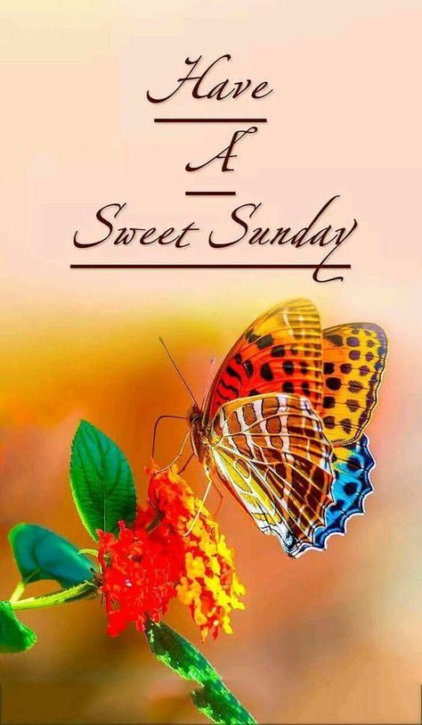 #Sunday is a perfect day to choose a new path in life. Don’t be afraid of changes, they come when they are really needed". Have a wonderful Sunday. #SundayMorning #SundayFunday #SundayThoughts Sunday Morning Wishes, Have A Wonderful Sunday, Facial Puffiness, Have A Beautiful Sunday, Sunday Morning Quotes, Facial For Dry Skin, Sunday Greetings, Sweet Sunday, Recipe Beef