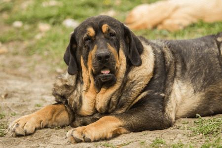 Strong and beauty Spanish Mastiff. British Mastiff, Mastiff Puppies For Sale, Pyrenean Mastiff, Spanish Mastiff, English Mastiff Puppies, Mastiff Breeds, Giant Dog Breeds, French Mastiff, Mastiff Puppies