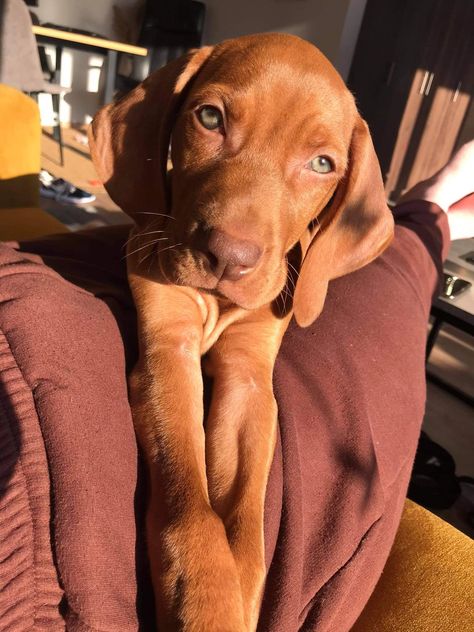 Vizsla Aesthetic, Vizsla Funny, Pre Vizsla, Visla Puppy Vizsla, Hungarian Dog, Vizsla Dog, Vizsla Puppy, Vizsla Puppies, Vizsla Dogs