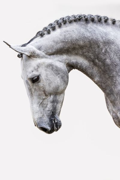 Fresian Horses Aesthetic, Horse Images Beautiful, Horse Side Profile, Dapple Horse, Black And White Horse Photography, Dapple Grey Horse, Horses To Draw, White Horse Photography, Dapple Grey Horses