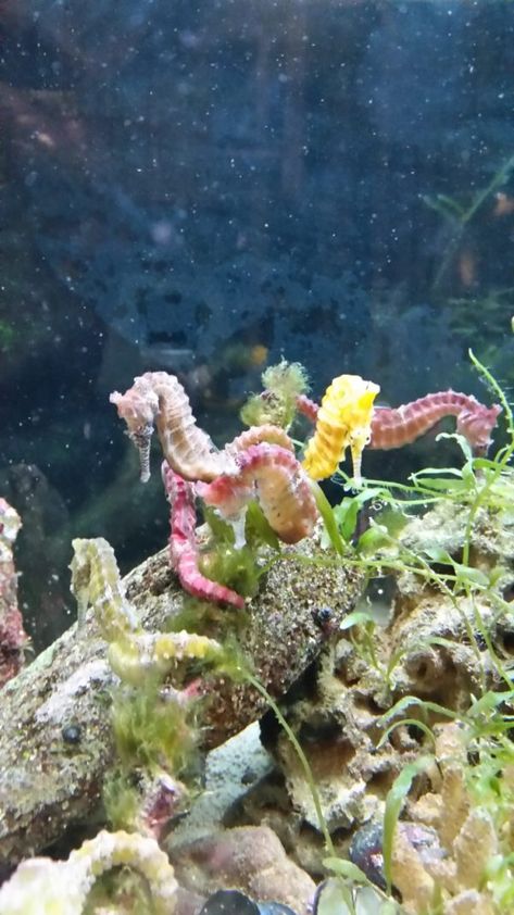 Seahorse Fish Tank, Seahorse Aquarium Tanks, Pet Seahorse, Seahorse Aquarium, Coral Reef Animals, Seahorse Tank, Cute Sea Creatures, Aquarium Tanks, Rich Person