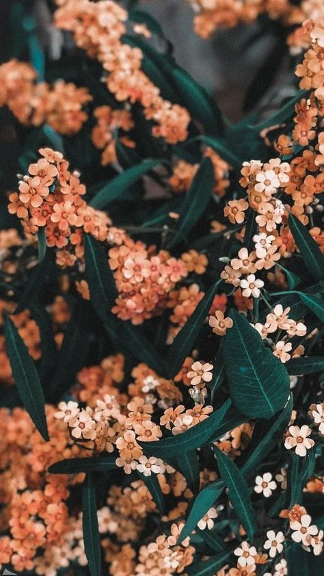 Peach Aesthetic, Vintage Flowers Wallpaper, Flowers Photography Wallpaper, Cute Flower Wallpapers, Beautiful Flowers Wallpapers, Backgrounds Phone Wallpapers, Flower Phone Wallpaper, Cute Patterns Wallpaper, Photography Wallpaper