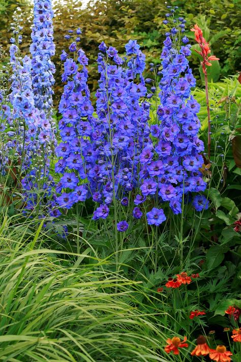 Delphinium: How to plant, grow and care for Delphinium flowers | House & Garden Blue Flowers Delphinium, Volkenfrieden Delphinium, Delfinium Flower, Delphinium Garden, Light Blue Delphinium, Delphinium Plant, Farm Landscaping, Delphinium Flower, Cottage Garden Borders