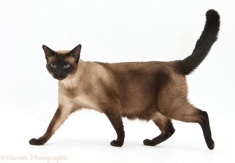 Seal Point Siamese Cats Siamese Cats Blue Point, Standing Reference, Pose Standing, Seal Point Siamese, Balinese Cat, Cat Standing, Cat Drawing Tutorial, F2 Savannah Cat, Grey Kitten