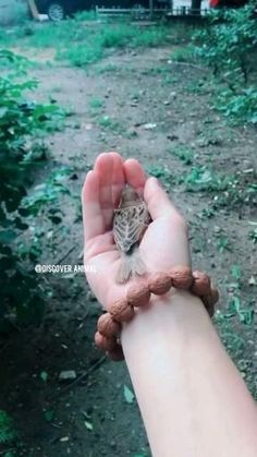 Very Short Hair Undercut, Bird Pet Aesthetic, Cute Animals Images, Pretty Animals, Baby Animals Funny, Cute Wild Animals, Animal Videos, Cute Animal Photos, Cute Animal Videos