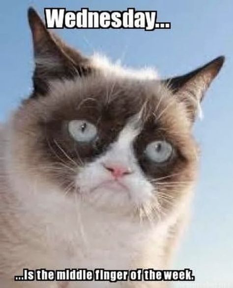 Hump day, or Wednesday, falls in the middle of the week. These hump day memes and Wednesday memes will get you through to the weekend. #humpday #wednesday #memes #funny Grump Cat, Introvert Cat, Grumpy Cat Meme, Grumpy Cat Quotes, Grumpy Cats, Pets Stuff, Animal Captions, Cat Humor, Kindred Spirit