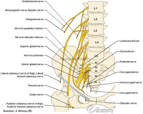 lumbosacral plexus.   a grouping of nerves which stem from the lumbar + sacral portion of the spinal cord. the lumbosacral plexus provides the predominance of the nerve innervation for the lower limb. Lumbosacral Plexus, Skeletal System Anatomy, Femoral Nerve, Anatomy Medical, Neurological System, Gross Anatomy, Spinal Nerve, Lower Extremity, Spine Health