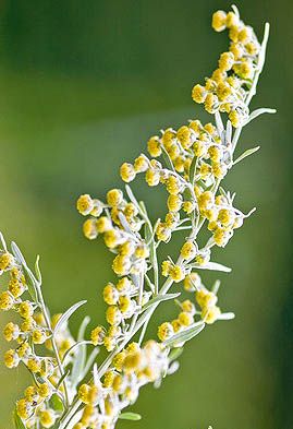 Artemisia Absinthium, Natural Insect Repellant, Hardy Perennials, Herb Seeds, Absinthe, Seed Starting, Planting Herbs, Medicinal Herbs, Medicinal Plants