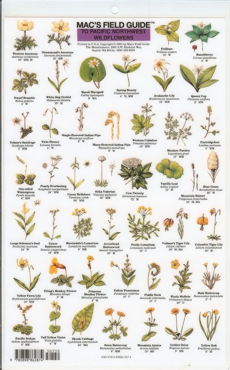 Mac's Field Guide to Pacific Northwest Wildflowers Pnw Wildflowers, Herb Foraging, Pnw Flowers, Pacific Northwest Flowers, Oregon Wildflowers, Pnw Plants, White Flowering Trees, Leaf Identification, Northwest Flowers