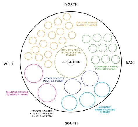 Peach Guild, Apple Tree Guild, Fruit Tree Guild, Tree Guild, Food Forest Garden, Orchard Design, Orchard Garden, Potager Garden, Permaculture Gardening