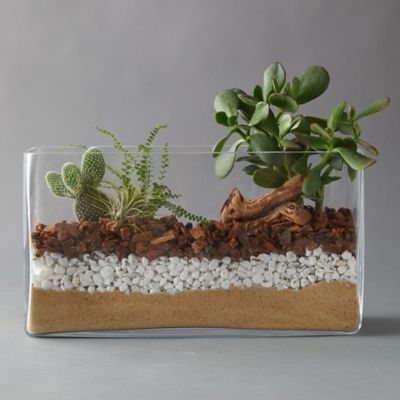 How To Grow Cactus, Succulent Garden Landscape, Open Terrariums, Cactus Terrarium, Terrarium Wedding, Terrarium Bowls, Terrarium Supplies, Cactus Care, Terrarium Diy