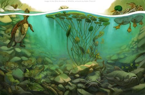 Underwater Pond, Underwater River, Underwater Illustration, Pond Drawing, Underwater Drawing, Underwater Painting, Frog Illustration, Underwater Scene, School Murals