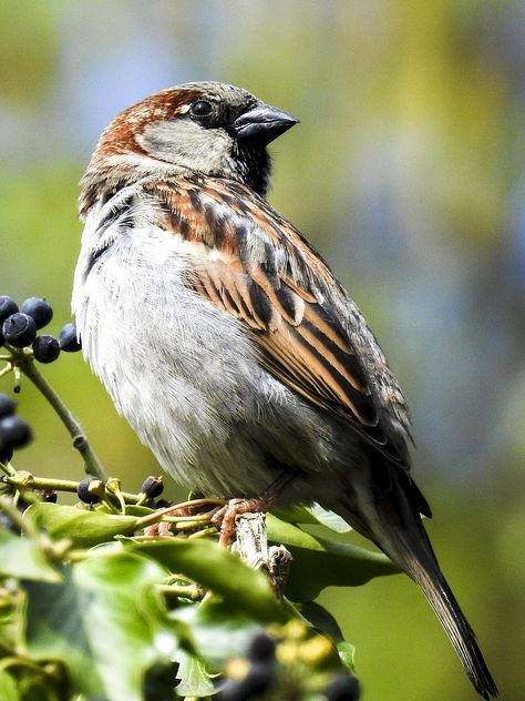 Download free HD stock image of Sparrow Sperling Sparrow Images, House Sparrow, Sparrow Bird, Free To Use Images, Diy Bird Feeder, Different Birds, Diy Birds, Chestnut Color, Bird Boxes