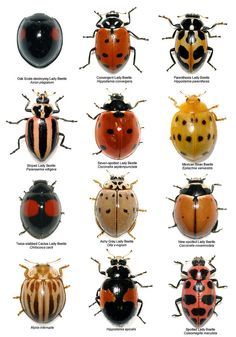 Southwestern lady beetles #naturalist #ladybug #entomology Beautiful Bugs, Creepy Crawlies, Arthropods, Garden Pests, Bugs And Insects, Beetles, Lady Bug, Permaculture, Dream Garden