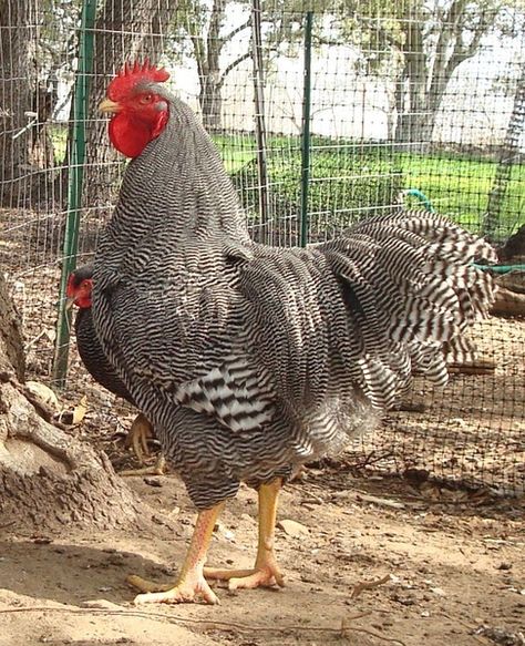 Plymouth Rock breed. aka barred rock....awesome bird Barred Plymouth Rock Chickens, Barred Rock Chickens, Plymouth Rock Chicken, Barred Rock, Best Egg Laying Chickens, Fancy Chickens, Plymouth Rock, Beautiful Chickens, Raising Backyard Chickens