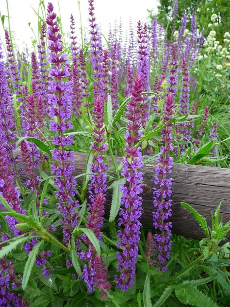 Wood Sage (Salvia nemorosa) Nectar Rich Plants for Garden Wildlife Meadow Sage, Salvia Nemorosa, Sage Tea, Types Of Fungi, Woodland Plants, How To Dry Sage, Attracting Beneficial Insects, Perennial Herbs, Sage Leaves