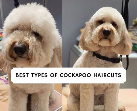 Come see the best types of Cockapoo haircuts. We show you all different types of haircuts including the Teddy Bear Cut, Puppy Cut, Summer Cut, and more! Cockapoo Teddy Bear Haircut, Teddy Bear Cut Cockapoo, Cockapoo Haircut Styles Teddy Bear, Cockapoo Haircuts, Cut Puppy, Cocker Spaniel Haircut, Cockapoo Haircut, Cockapoo Colors, Cockapoo Grooming