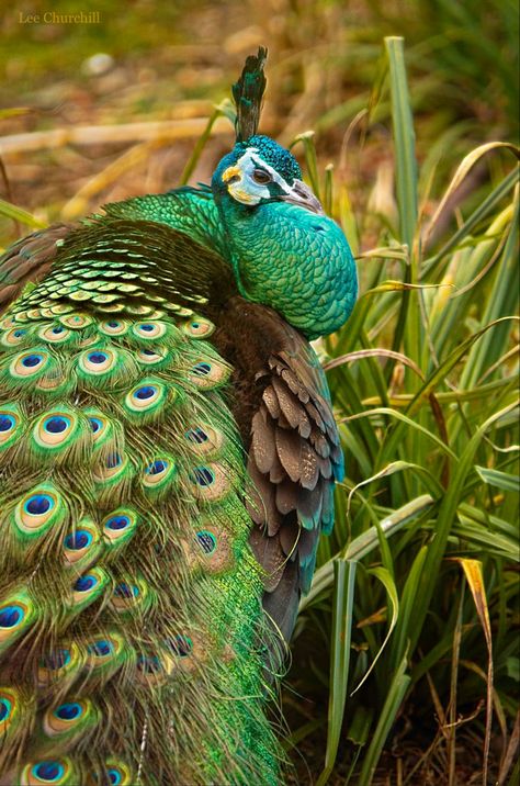 Pavo muticus: Wild green peafowl live in southeastern Asia and sometimes interbreed with the Indian blue peafowl (Pavo cristatus). Green Peafowl, Indian Blue, Green Peacock, Like Animals, Bird Feathers, Beautiful Birds, Java, The Amazing, Birds