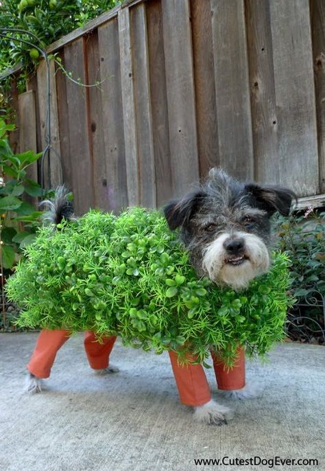 Chia Pet #halloween #costumes #halloweenparty #halloweencostumes #dogcostumes #petcostumes s Best Dog Halloween Costumes, Best Dog Costumes, Cat Costume Diy, Dog Costumes Funny, Chia Pet, Great Halloween Costumes, Halloween Memes, Diy Dog Costumes, Food Dog