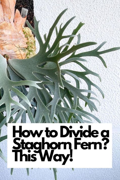 Unlock the secrets of successful division with our comprehensive guide and become a Staghorn Fern propagation expert. Learn about the optimal timing, tools, and techniques required to divide your fern, ensuring a smooth and successful process. Dive into the detailed instructions, including how to identify suitable sections, prepare the divisions, and properly repot them for healthy growth. IG Photo by: acupom219 Fern Propagation, Staghorn Fern Care, Staghorn Fern Mount, Elkhorn Fern, Indoor Ferns, Staghorn Fern, Plant Projects, Inside Plants, Unusual Plants