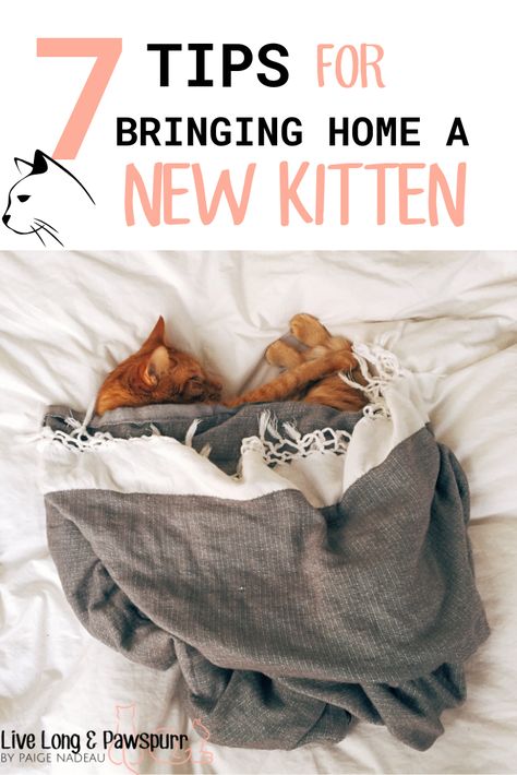 Bringing home a new feline friend? Here are a few helpful tips for a successful adjustment to new home. Preparing for your new kitten. Essentials for caring for your new kitten. #catcare #catcaretips #lifencats #cats Includes our new cat checklist full of everything you need before bringing your new kitten home. Kitten Essentials, Cat Checklist, Cat Toilet Training, Getting A Kitten, Sick Cat, New Kitten, Cat Hacks, Cat Care Tips, Kitten Care